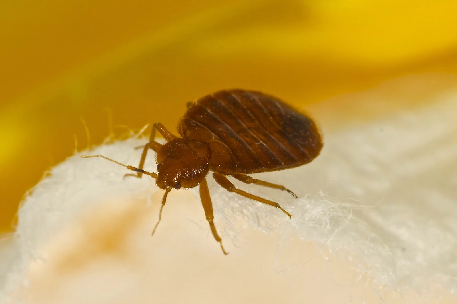 Report says Bed Bug infestations are on the rise in NJ
