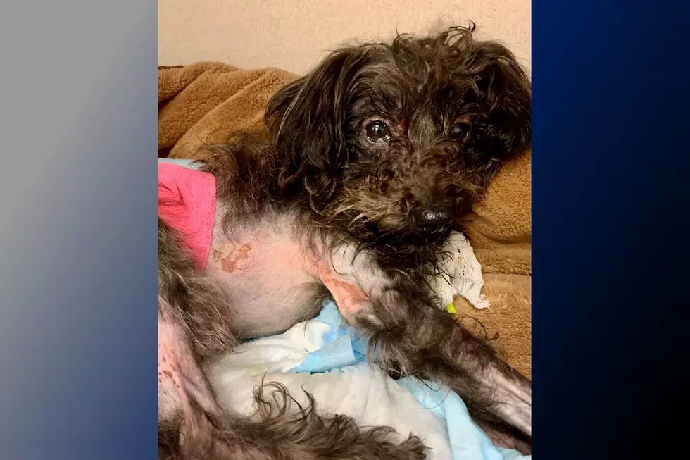 $5,000 reward to find who tossed poodle from speeding car