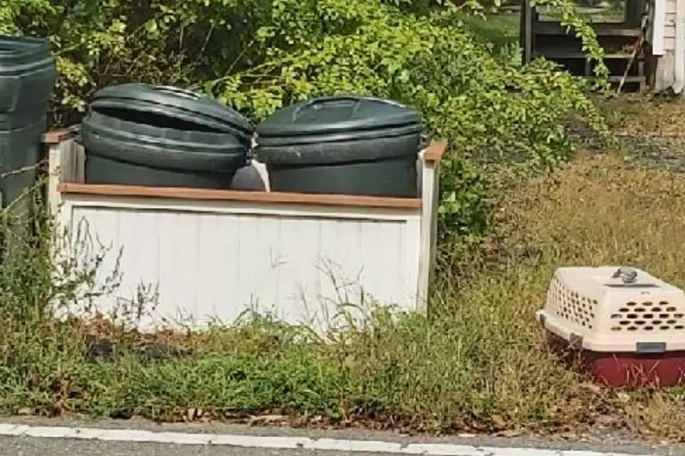 &#8216;What the hell is wrong with people?&#8217; Cat left with garbage for pickup, zoo says