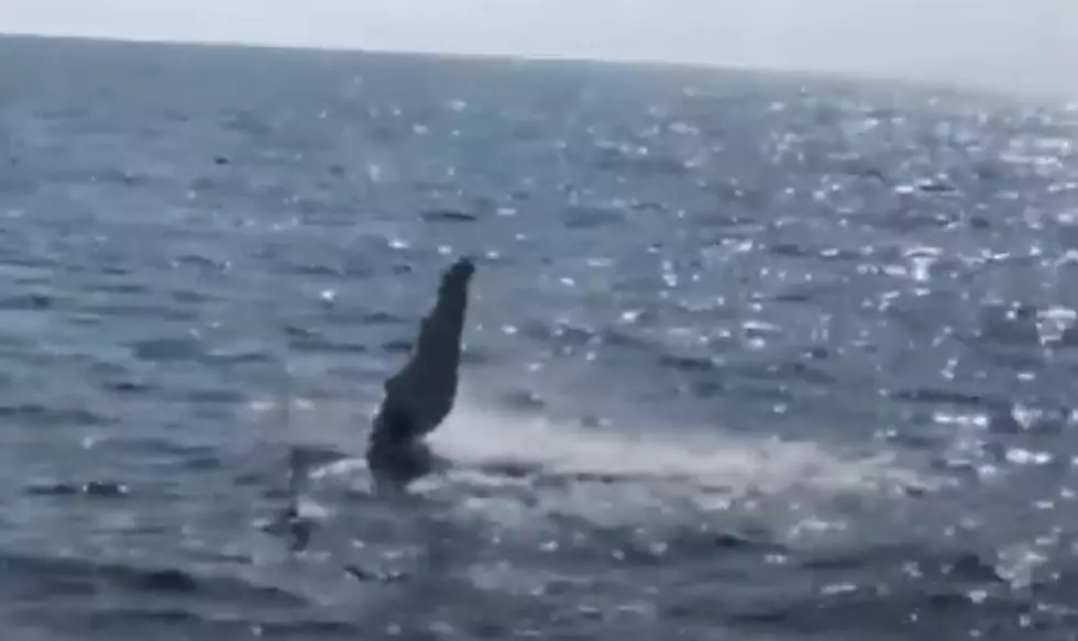 Whale appearing to wave at boat caught on video