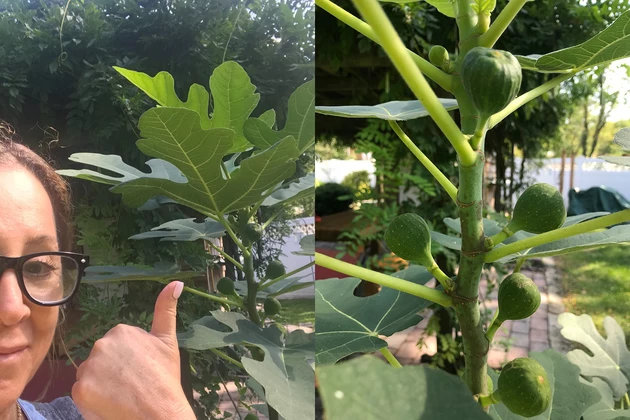 New Jersey Fig Growers I Need Your Help,Coneflower Garden Design