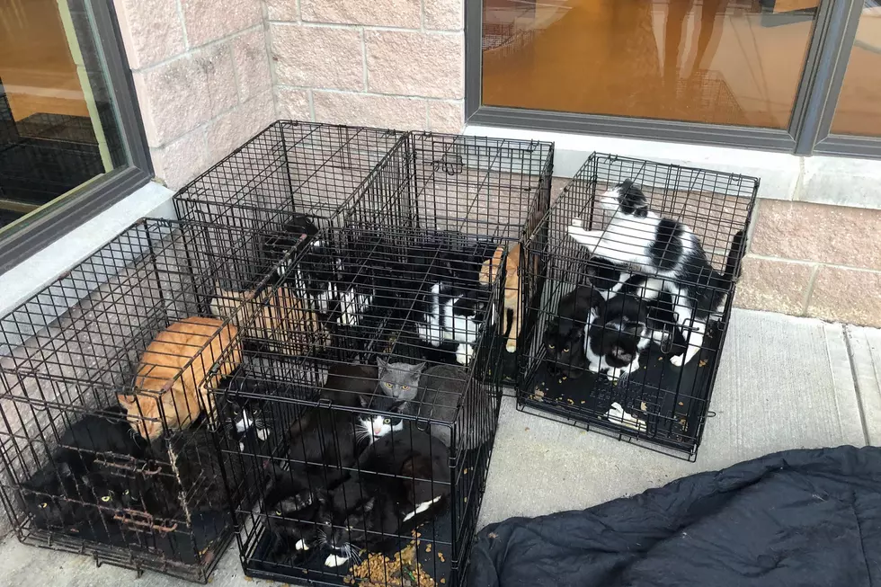 Cages full of cats abandoned in front of Monmouth County shelter