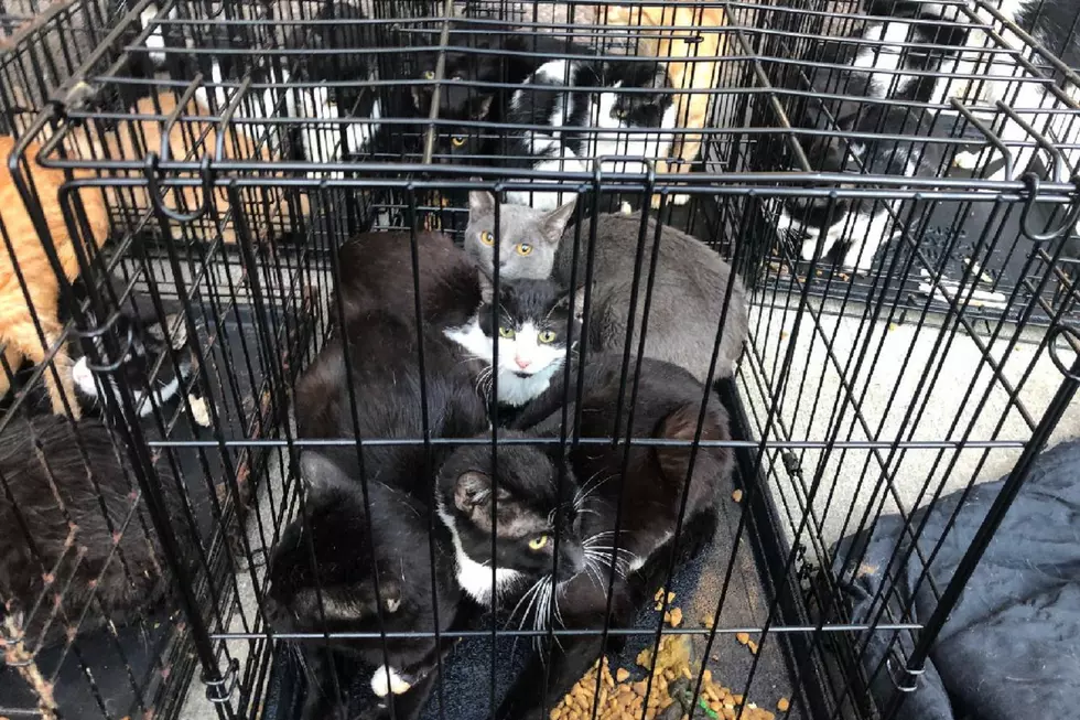 Cages full of cats abandoned in front of Monmouth County shelter