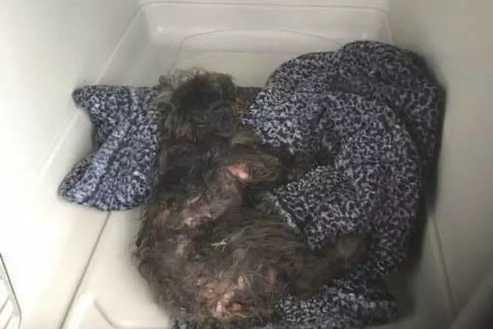 Poodle, kitten both thrown from cars in NJ — dog badly hurt and struggling