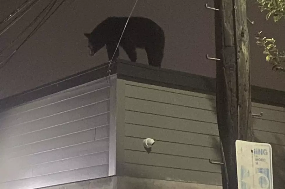 Bear seen on Hudson County roof, days ahead of NJ 2020 bear hunt