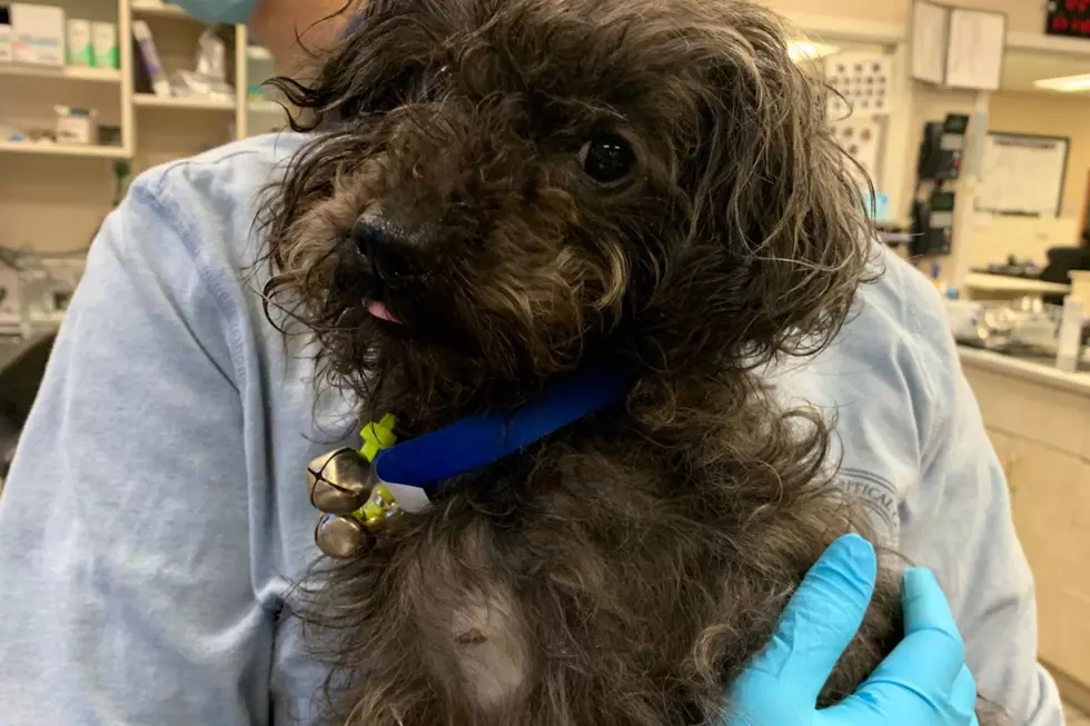 NJ dog is slowly mending after being thrown from moving car