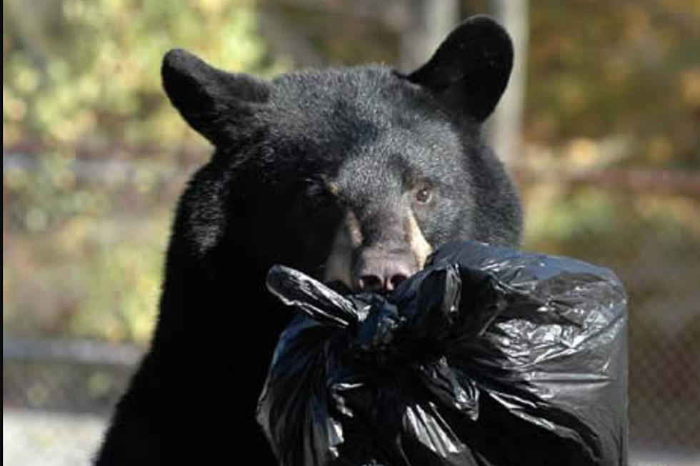 NJ says 328 bears killed in first part of state&#8217;s 2020 bear hunt