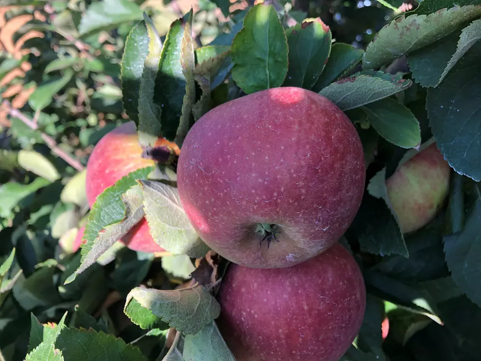 A crisp autumn day for apple picking in the Garden State