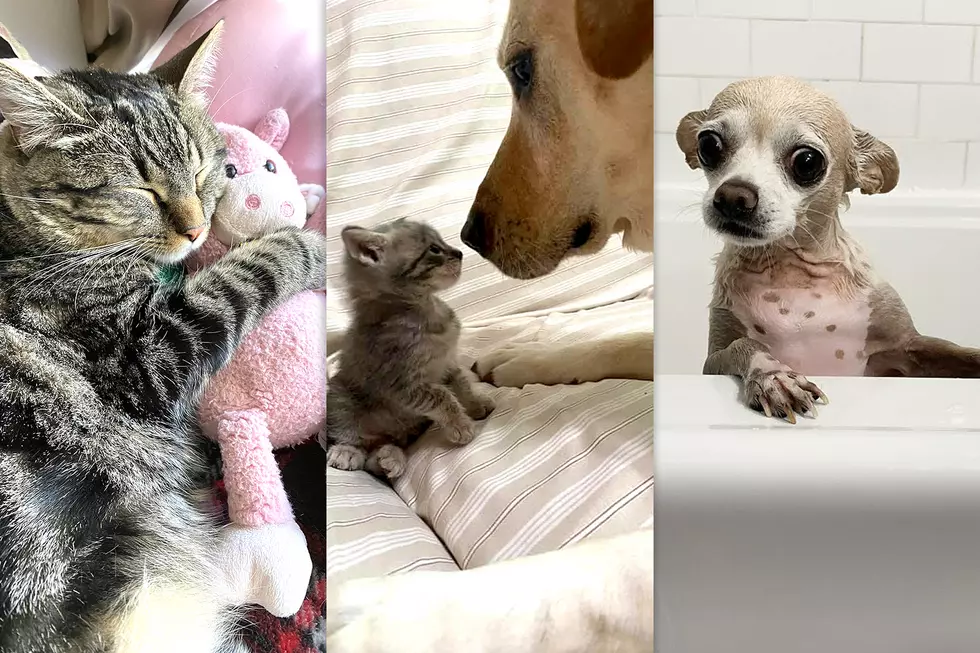 Cutest Pet in NJ 2020: Vote for your favorite here