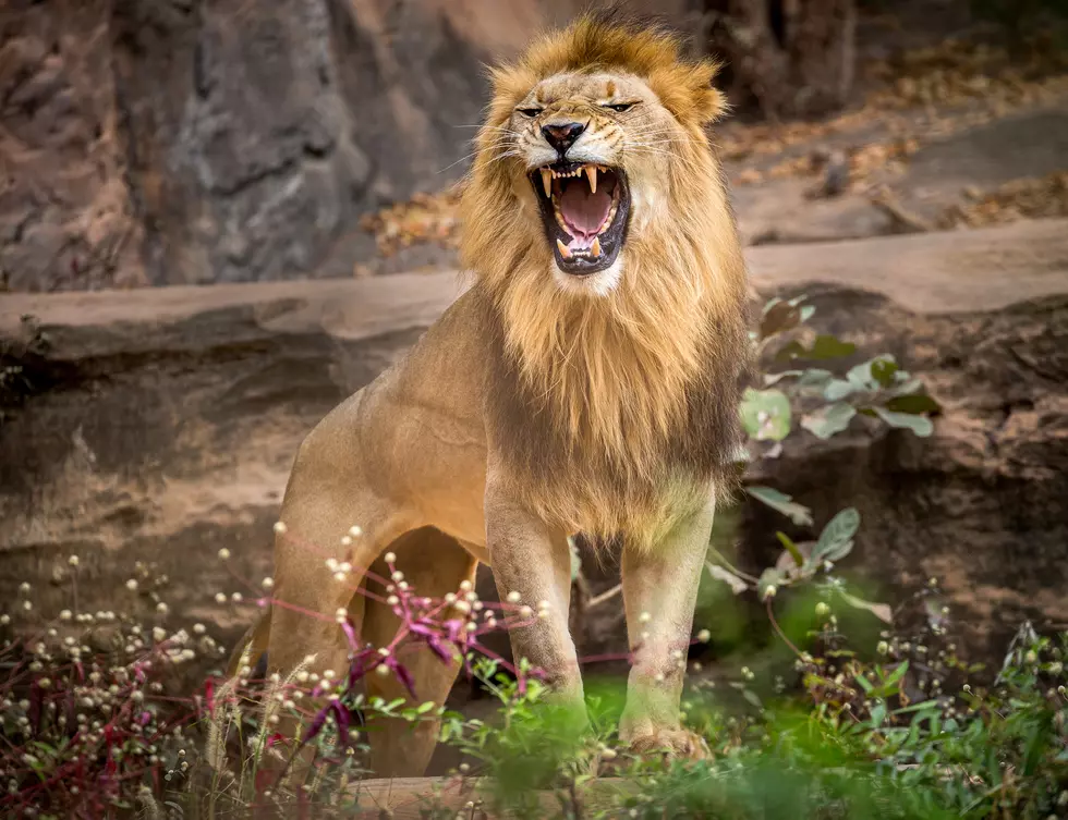 The Jungle Habitat lion attack