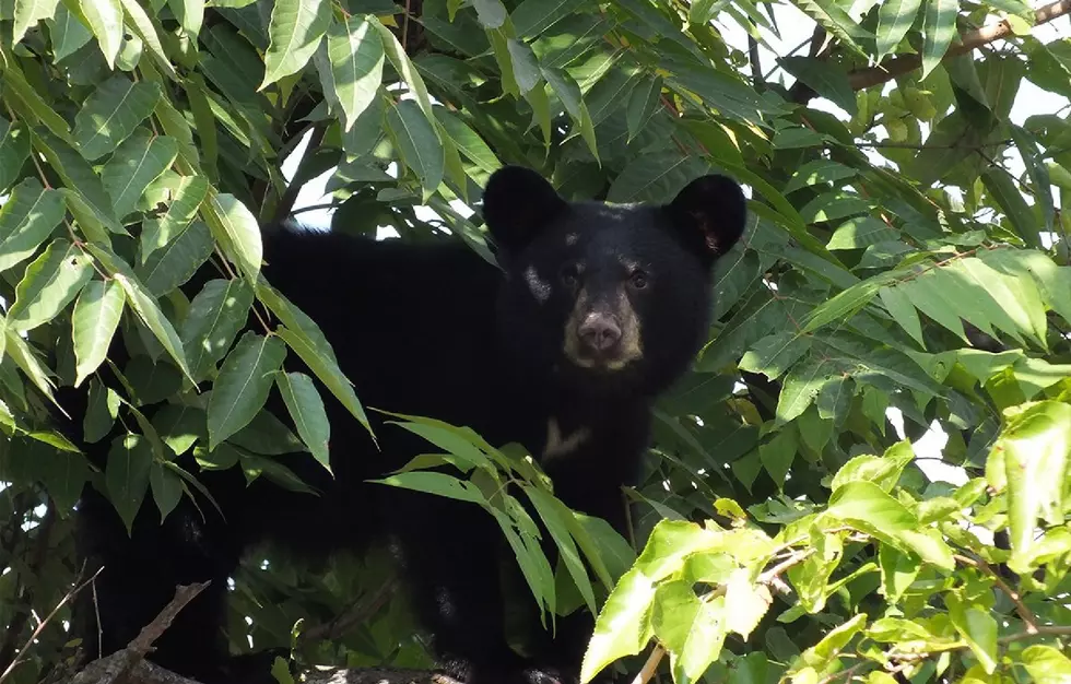 Baby bear stops NJ Transit train (Opinion)