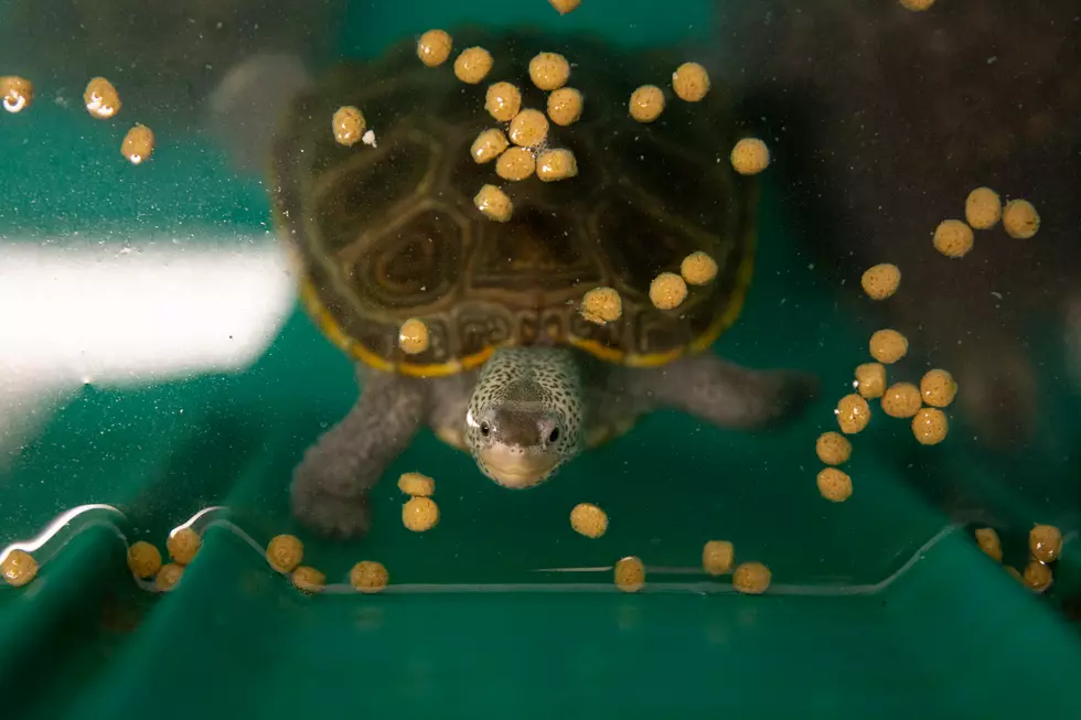 Last of the NJ diamondback terrapins have been released for 2020