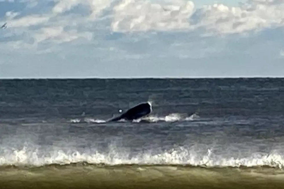 A great time for whale watching on Jersey beaches (Opinion)