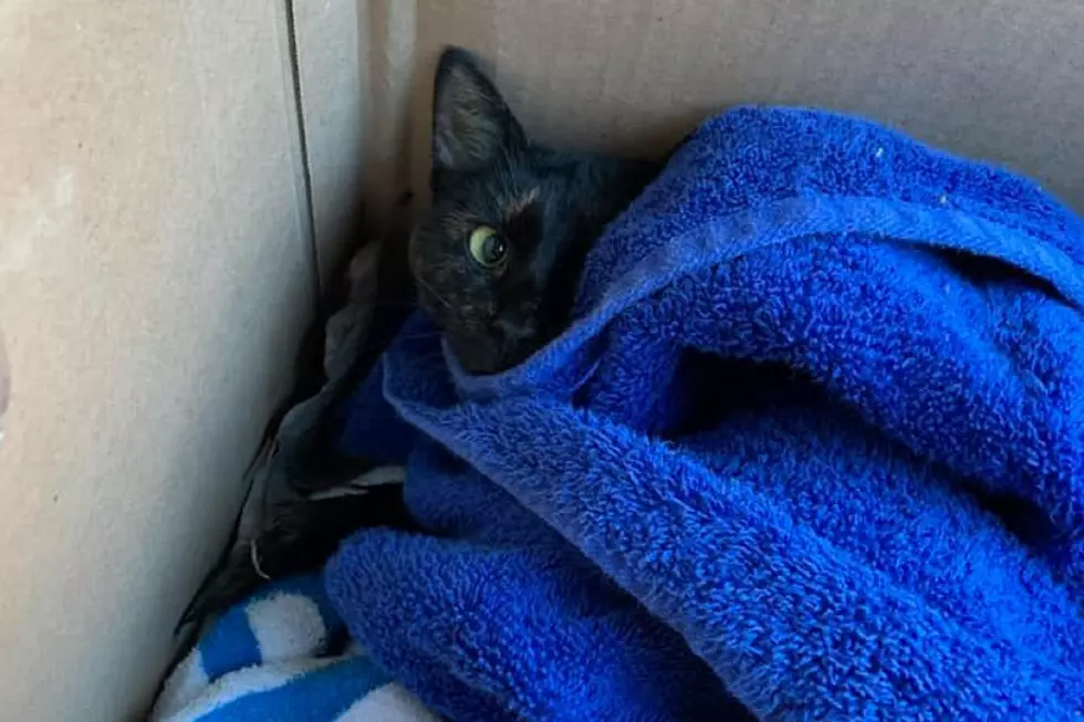 Someone shot this young cat, and she will never walk again