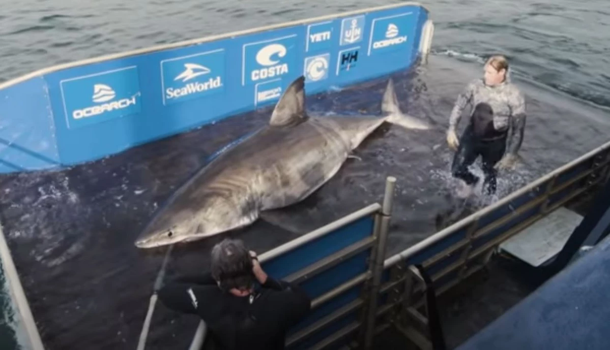 Huge great white shark spotted off New Jersey coast