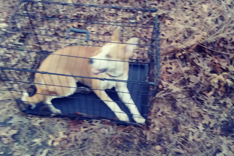 Dog abandoned with nothing but cage in Barnegat woods