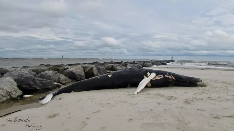 Whale buried on LBI beach where it washed up on Christmas Day