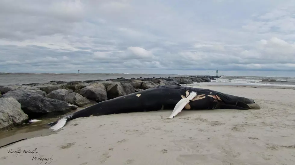 Whale Buried on LBI Beach Where it Washed Up on Christmas Day