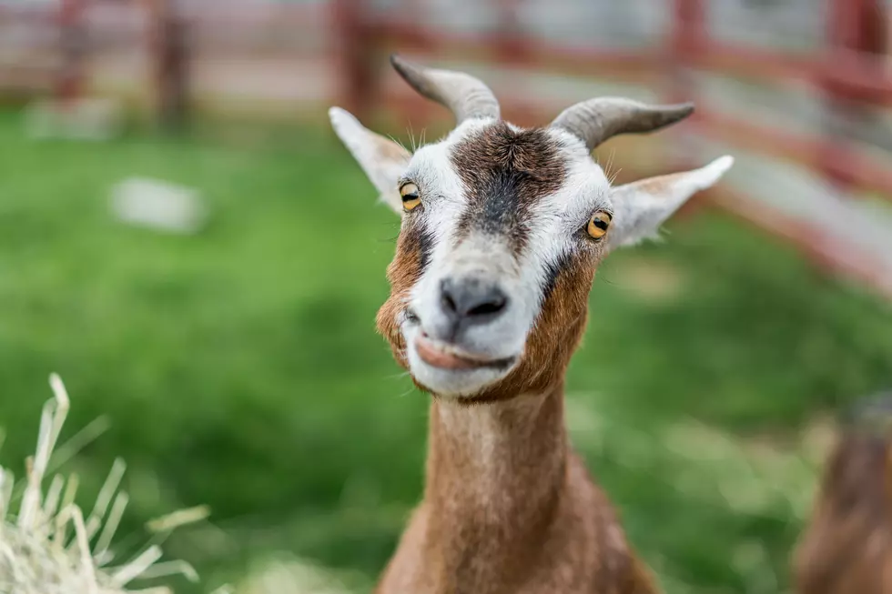 Make a goat happy, donate your Christmas tree to the Cape May Zoo