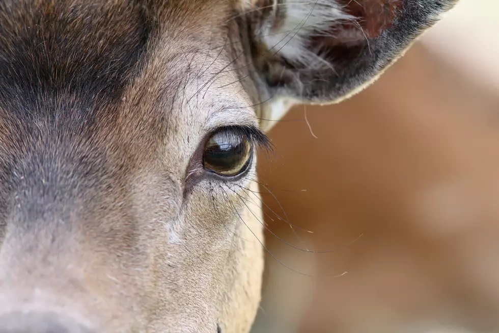 Beware of deer-trampling dogs, say NJ veterinarians