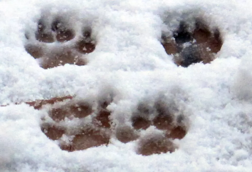 Reminder to New Jersey Pet Owners: Be Careful Of the Rock Salt You Use