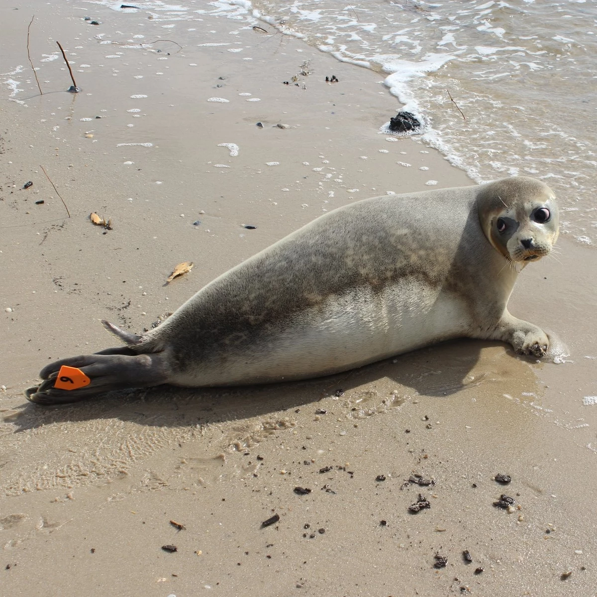 A seal wore the 1976 California Golden Seals Jersey