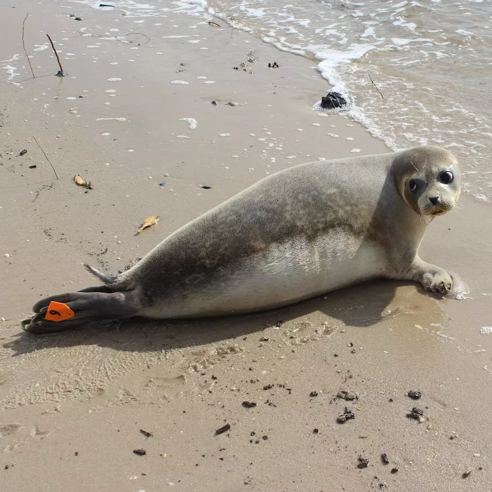 Seals are resting on NJ shore — but people keep bothering them