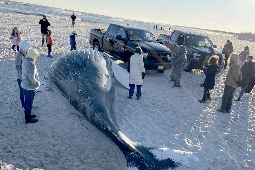 Whale buried on LBI beach where it washed up on Christmas Day