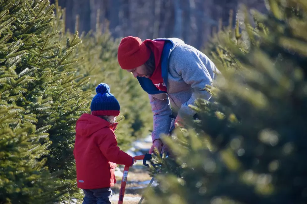 Demand up early in 2020 for Christmas trees in NJ