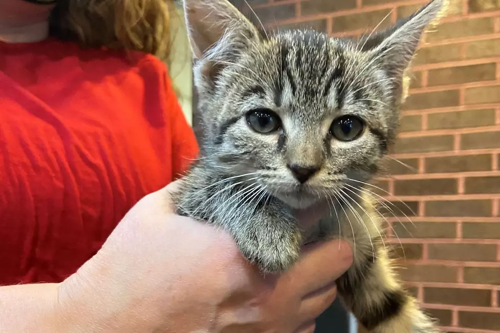Kittens thrown in garbage, nearly crushed at BurlCo recycling plant