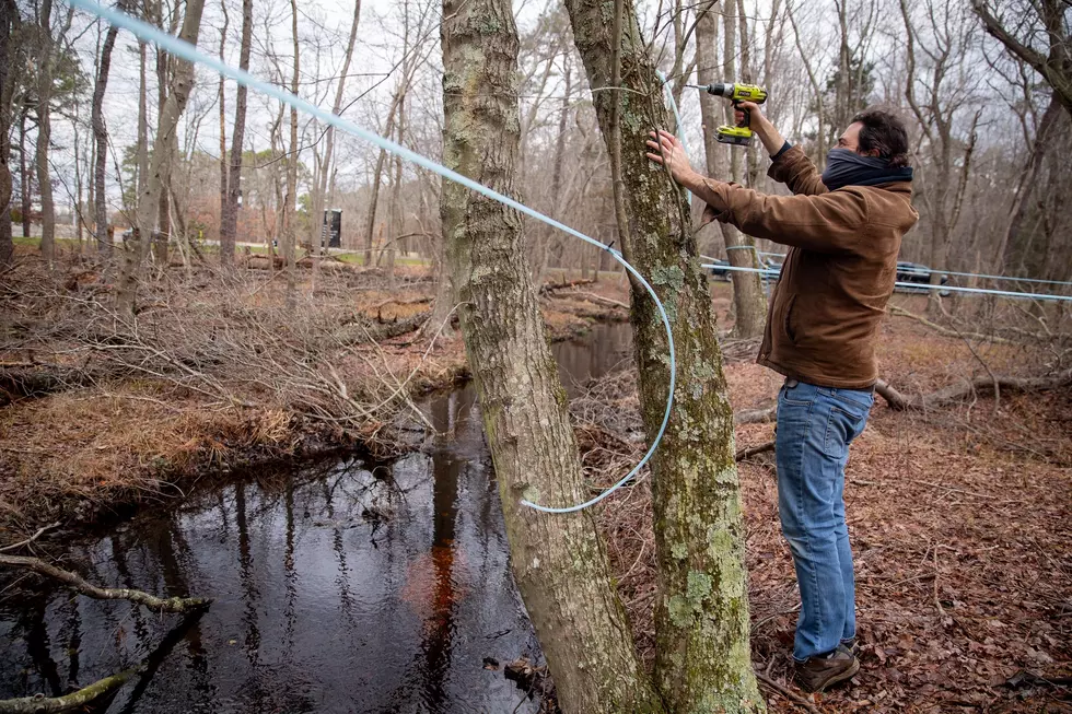 Own property in South Jersey? Help grow a maple syrup industry