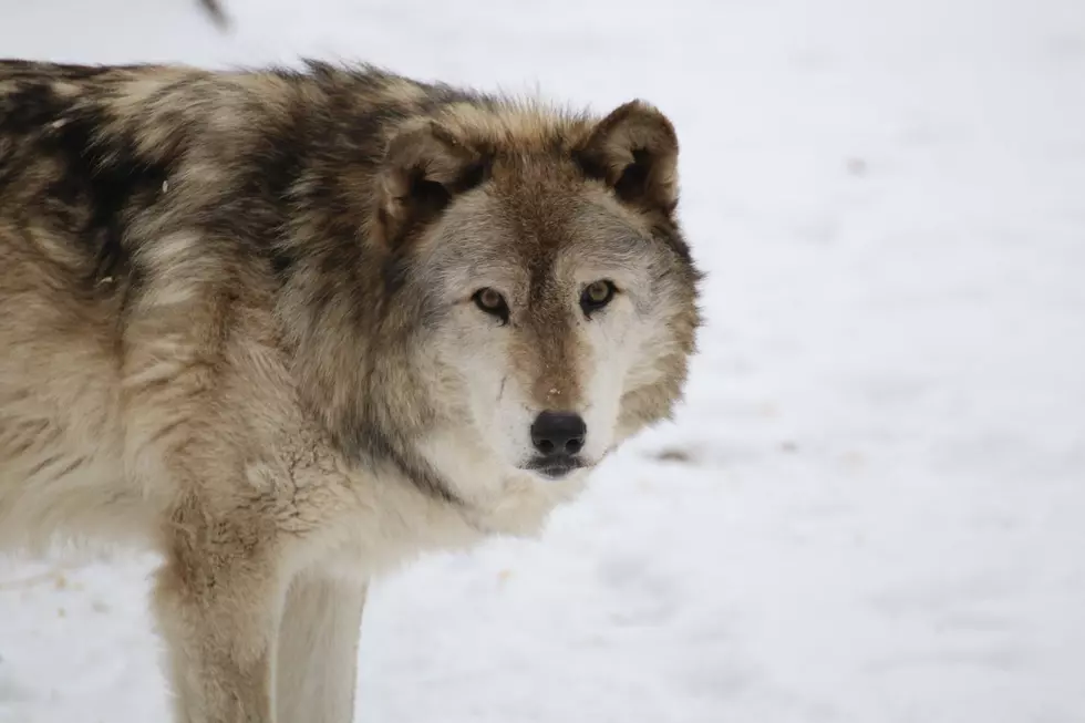 Wolf-watching, and more, at this NJ nature preserve