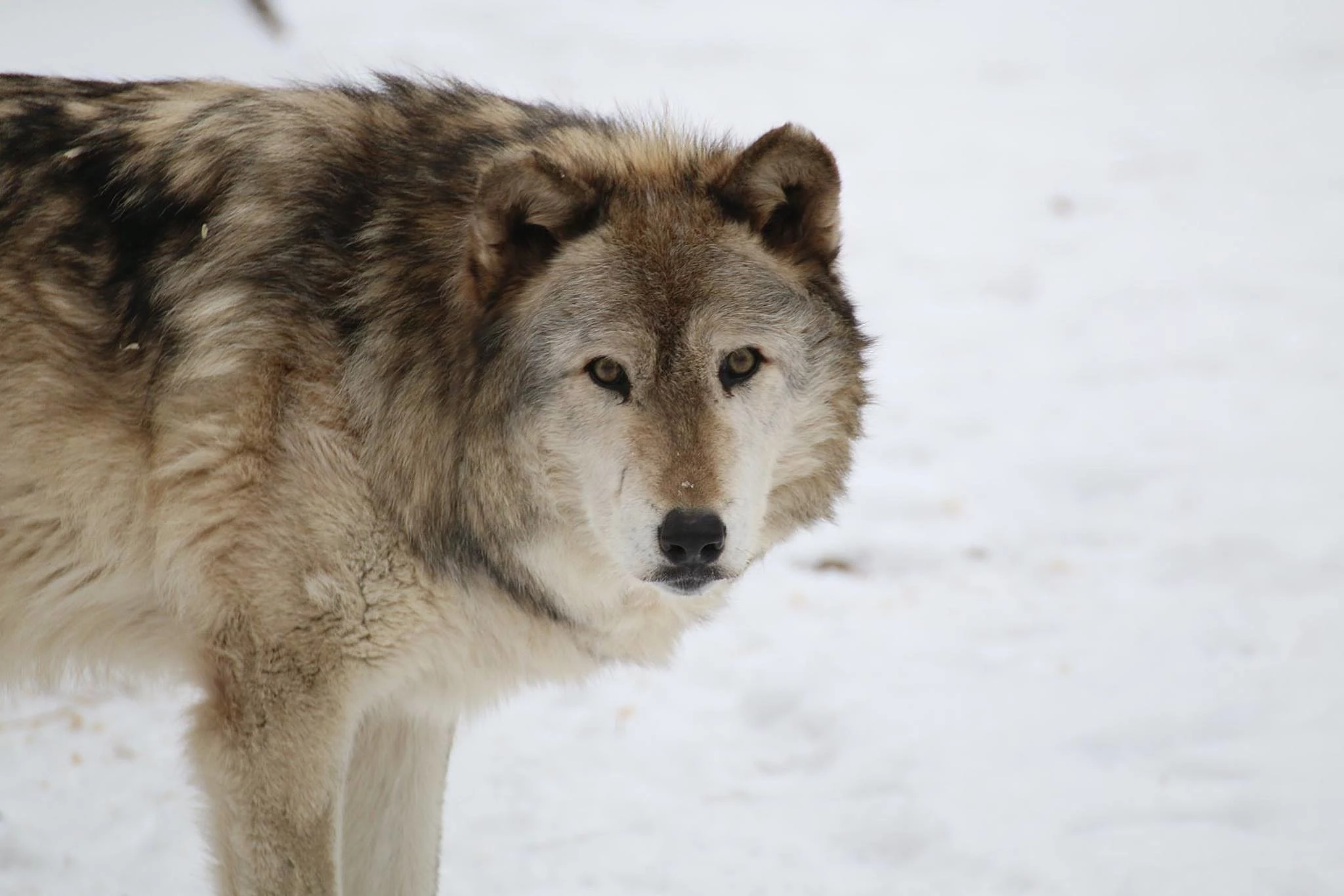 Come watch the wolves, and more, at this NJ nature preserve