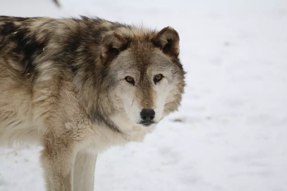 Wolf-watching, and more, at this NJ nature preserve