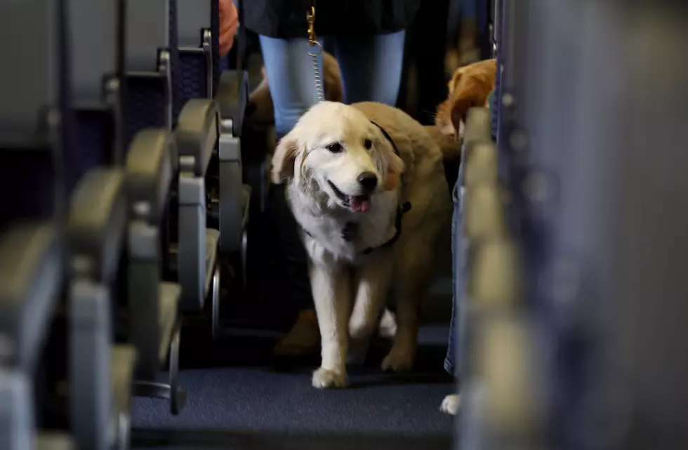 Thank God airlines are getting rid of emotional support animals (Opinion)