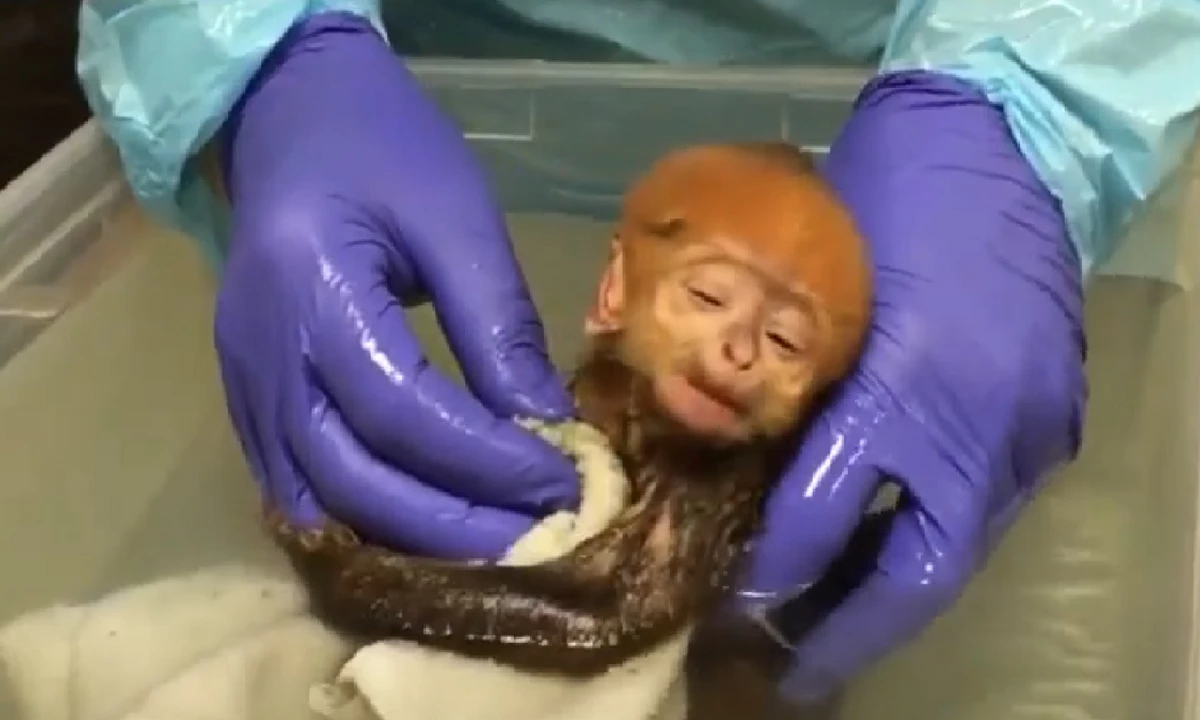 Adorable Baby Monkey Born At Philadelphia Zoo