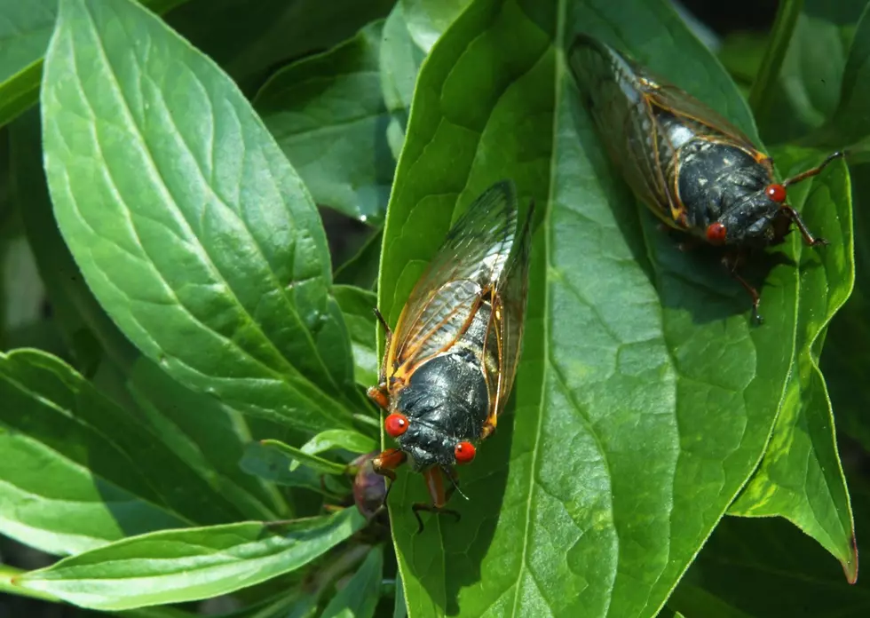 Get ready, New Jersey, the cicadas are coming