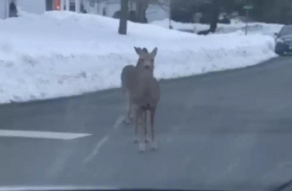 Watch these deer give driver Jersey attitude
