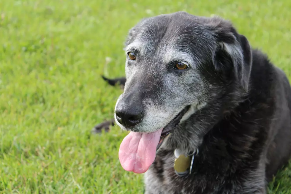 If You Own a Large Dog in NJ, You Could Soon Be Forced to Erect a Fence