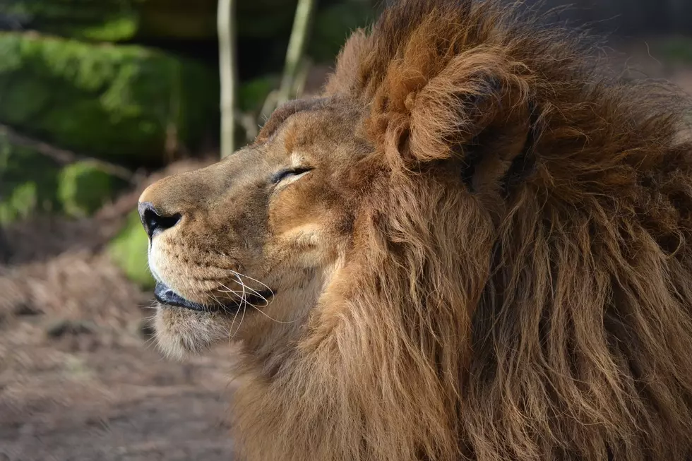 Popcorn Park has animals you won’t meet anywhere else in NJ