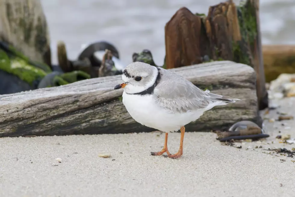 Meet the piping plover, the Jersey Shore bird you should leave alone