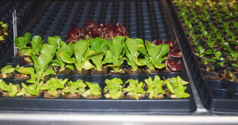 Warehouse becoming vertical farms — and they&#8217;re feeding New Jersey