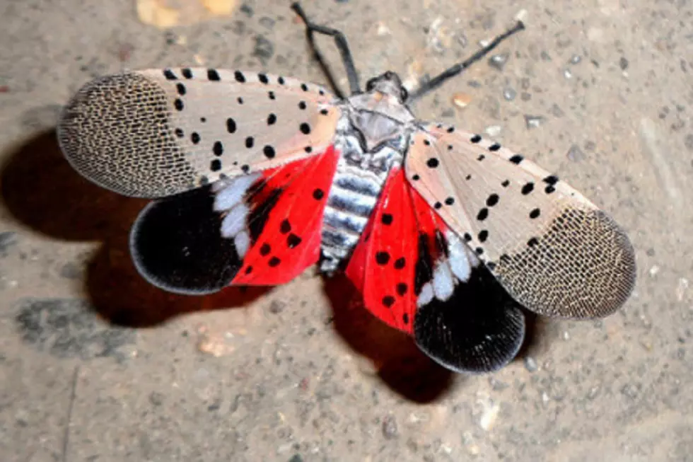 NJ lawmakers consider task force to take on invasive lanternfly, ticks