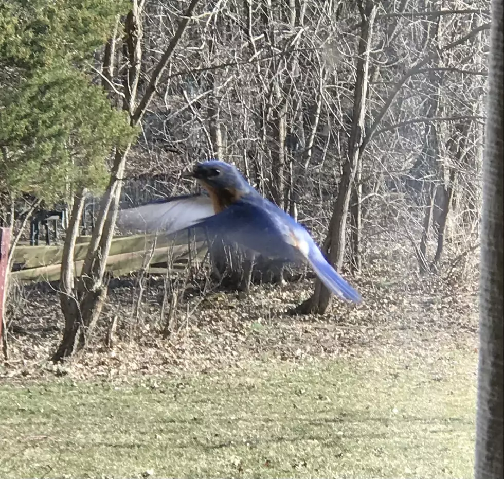 This Jersey bird…is for the birds