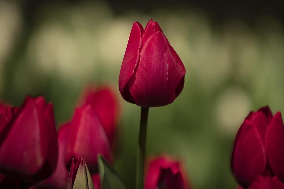 Flowers around NJ that may be toxic for your pets