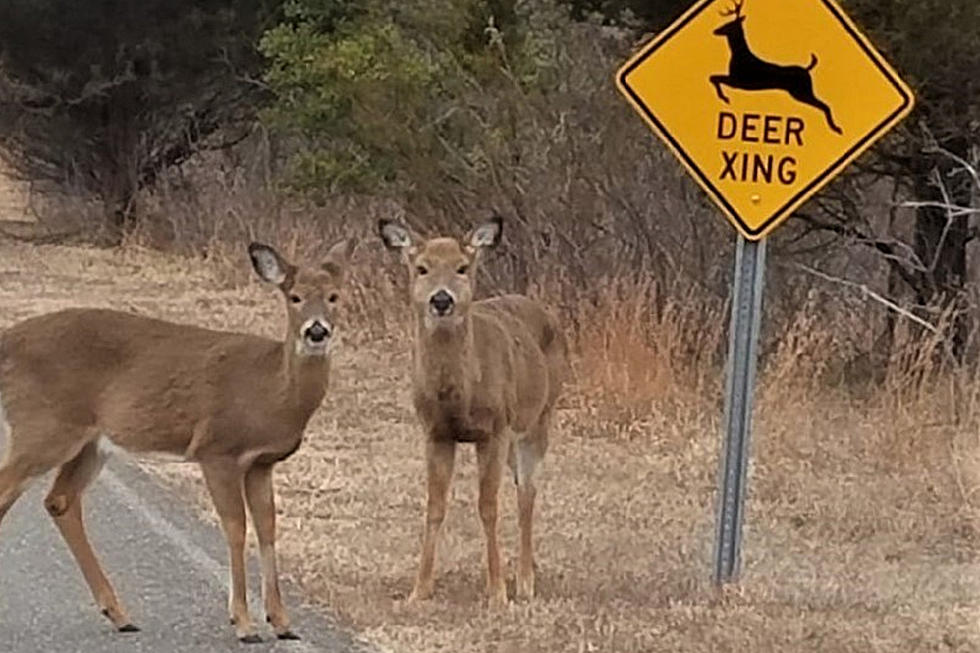 People, please stop feeding the deer at Sandy Hook!