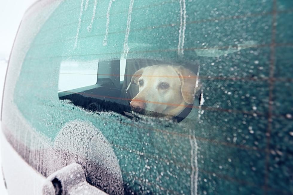 Can You Rescue A Dog Trapped In A Car During Hot Weather In NJ?