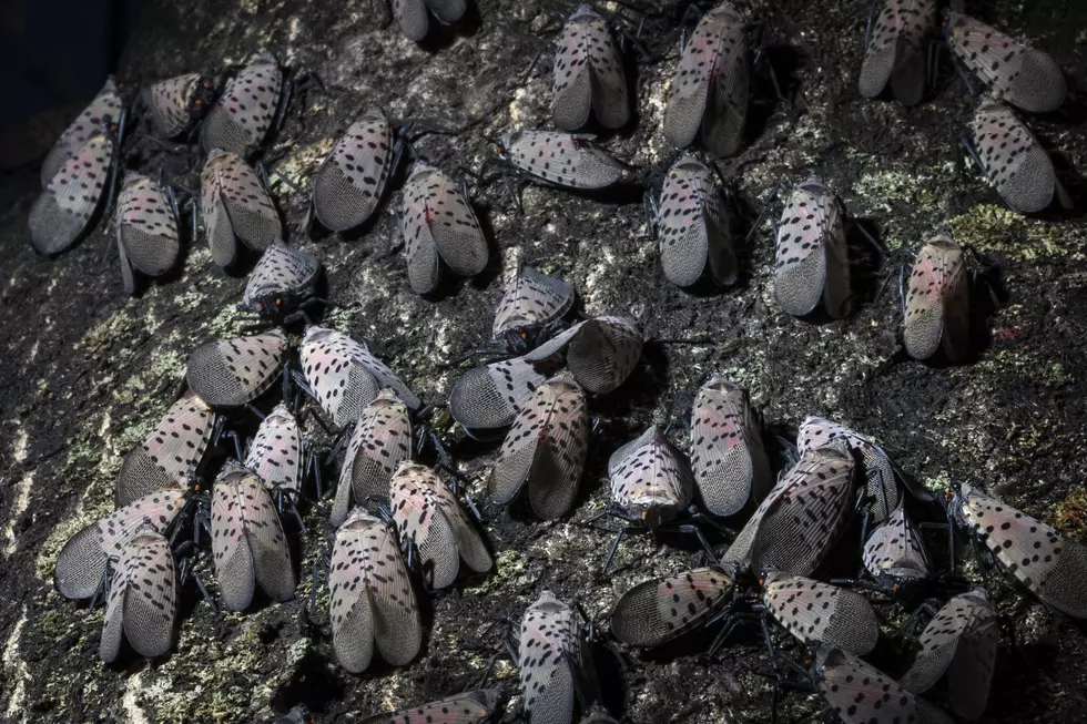 Crush this bug — spotted lanternfly at vulnerable stage in NJ right now