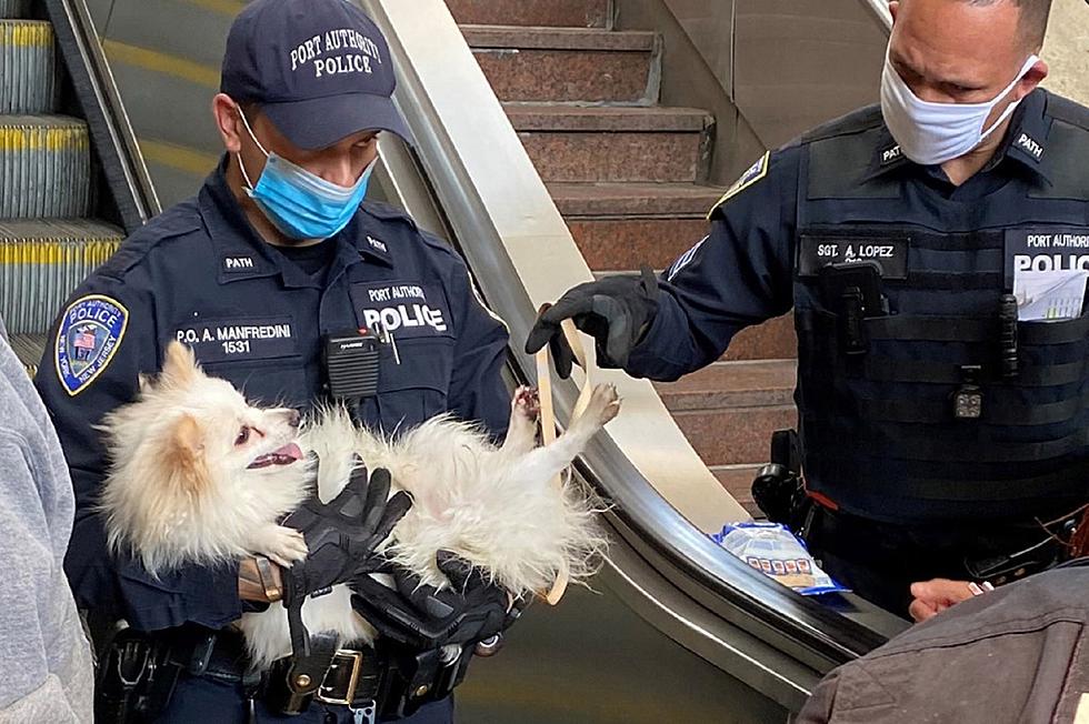 Why was this rescued dog even on an escalator? (Opinion)