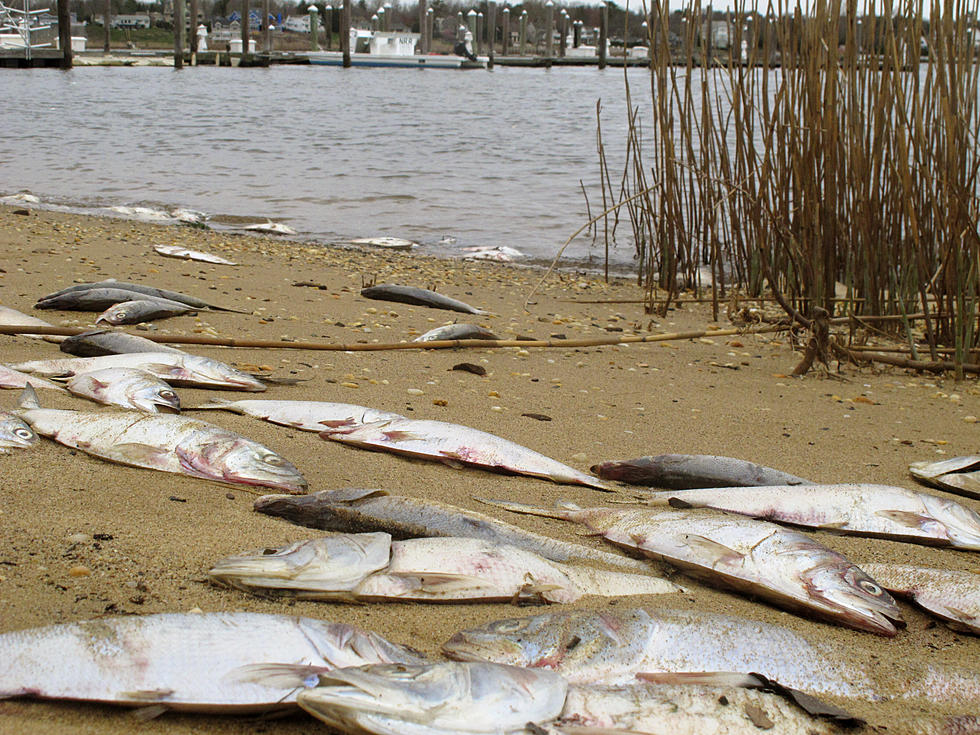 For months, fish have been dying in NJ rivers and bays